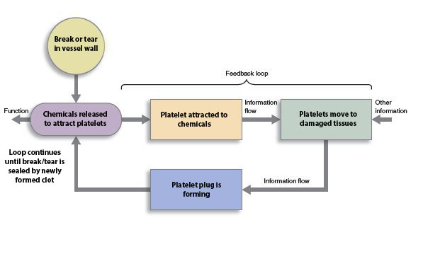 Diagram showing the positive feedback loop of blood clotting