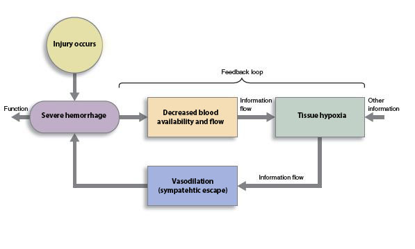 Diagram showing severe hemorrhage as a positive feedback loop