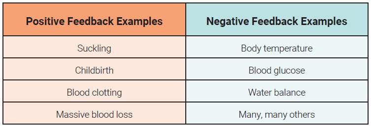 Chart showing the examples of positive and negative feedback loops