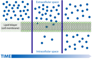 Image of simple diffusion through a cell membrane.