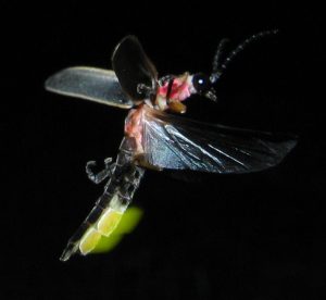 Image of a firefly.