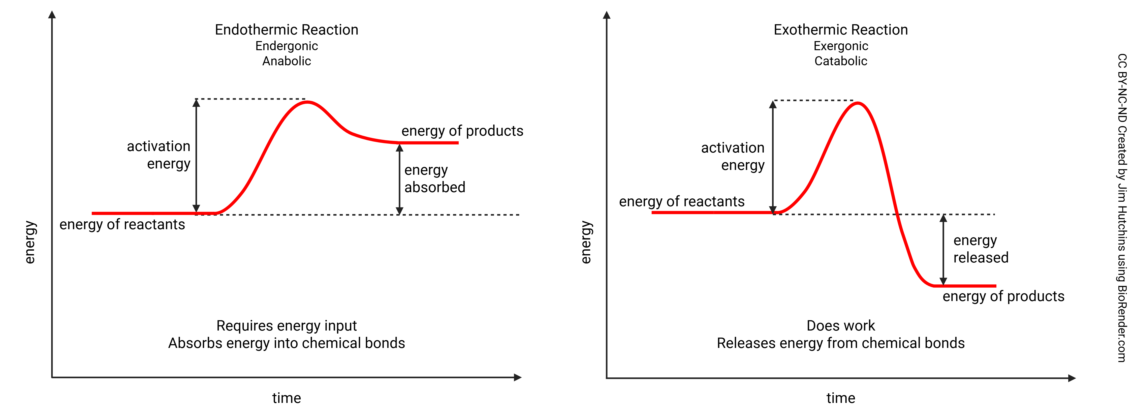 Diagrams showing the energy profile of endergonic and exergonic reactions.