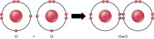 Depiction of a double bond forming between oxygen atoms to form an oxygen molecule.