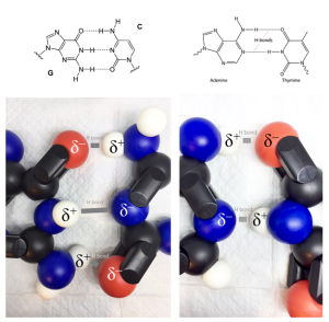 Depiction of hydrogen bonding using "Snatoms", which are color-coded based on the type of atom.