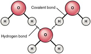 Depiction of hydrogen bond formation between water molecules.