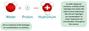 Depiction of a water molecule reacting with a proton and becoming hydronium.