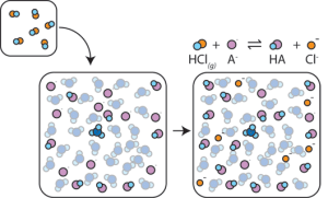 Depiction of a buffer working in solution. The weak base binds to the hydrogen ions given off from the acid entering solution.