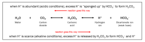 The chemical reaction of the bicarbonate buffer system.