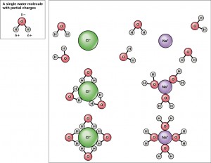 Depiction of a hydration shell of chloride and sodium ions.