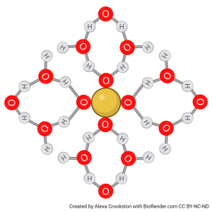 Depiction of a hydration shell forming around sulfate.