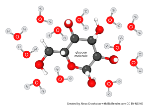 Depiction of how sugar is surrounded by a hydration shell in solution.