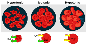 Image of hypertonic, isotonic, and hypotonic osmolarities and movement of fluid due to osmotic pressure.