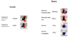Functional groups that provide acidic and basic properties to a molecule.