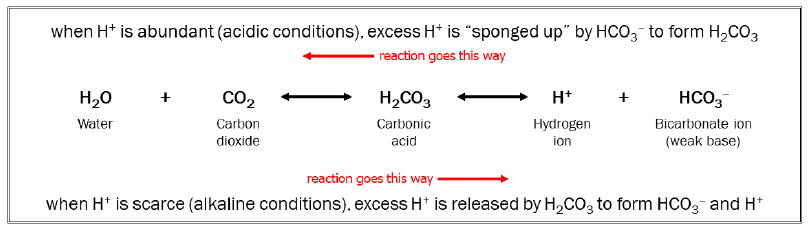 Graphic depiction of the bicarbonate-carbonic acid-carbon dioxide buffer system.