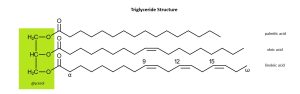 2-dimensional line drawing of a triglyceride molecule.