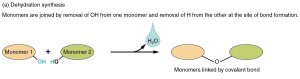 Illustration of a dehydration synthesis reaction.