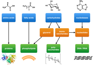 Flow chart of amino acids, fatty acids, carbohydrates, and nucleobases as the building blocks of life.