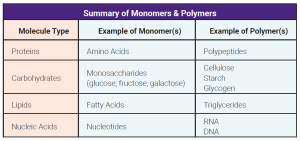 Table describing common monomers and polymers of organic molecules types, namely, proteins, carbohydrates, lipids, and nucleic acids.