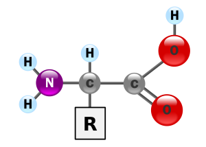 2-dimensional drawing of the core structure for an amino acid.