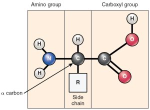 2-dimensional core structure of an amino acid with the following labels: alpha carbon, amino group, carboxyl group, and side chain.