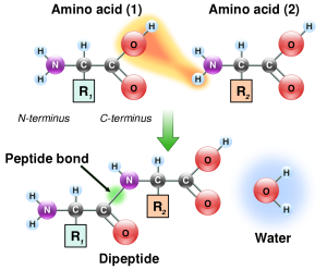 Illustration of the formation of a peptide bond between two amino acids by way of a dehydration synthesis reaction.