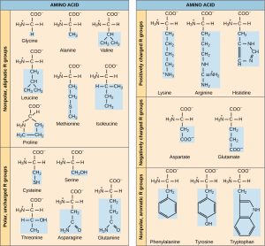 Chart with 2-dimensional illustrations of the 20 amino acids.