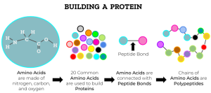 Flowchart illustrating progressive steps for building a protein.
