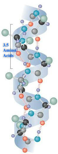 Illustration of an protein secondary structure called an alpha helix.