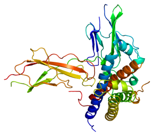 Computer generated ribbon graphic of the structure of the growth hormone protein.