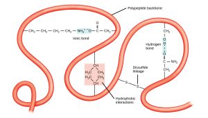 Illustration showing different kinds of amino acid -R group interactions within a polypeptide.