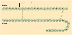 Illustration of the amino acid structure of insulin.