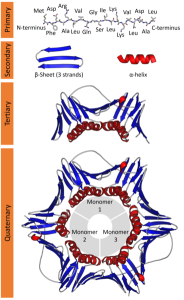 Instructional illustration of the various levels of protein structures: primary, secondary, tertiary, and quaternary.