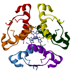 Ribbon diagram of the 2-Zn insulin hexamer.