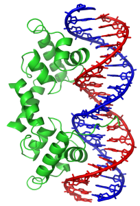 Illustration of a DNA-binding protein: helix-turn-helix motif.