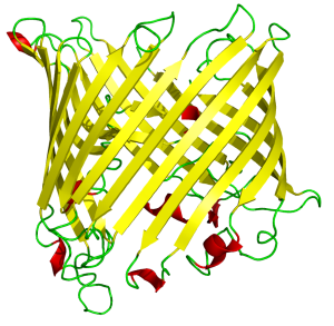 Illustration of a sucrose-specific porin: Beta-barrel motif protein structure.