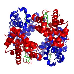 Ribbon-diagram of the hemoglobin protein.