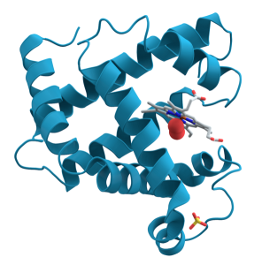 Ribbon-diagram of a myoglobin protein structure.