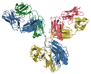 Ribbon diagram of an IgG1 antibody protein structure.