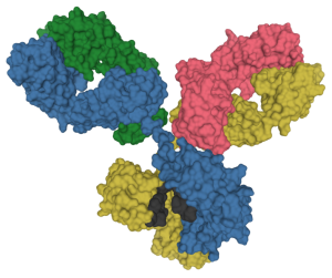 Globulin illustration of an IgG1 antibody structure.