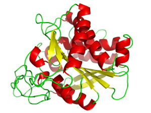 Ribbon diagram of the protein carboxypeptidase A.