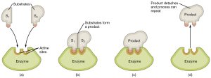 Sequential illustration of an enzyme catalyzing the reaction of two separate substrates as reactants to form one final product.