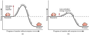 Graphical illustration of an exothermic reaction and the activation energy difference in the absence and presence of an enzyme.