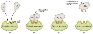 Graphical illustration of the enzyme carbonic anhydrase facilitating the reaction of carbon dioxide and water to form carbonic acid.