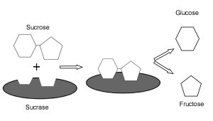 Illustration of the conversion of sucrase to glucose and fructose by the enzyme sucrase.