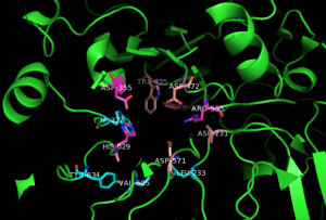 Ribbon diagram of the active site of an enzyme with certain amino acids of the binding pocket labeled.