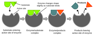 Diagram illustrating and enzyme breaking a single substrate into two separate products.