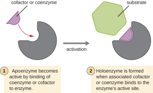 Illustration demonstrating how a cofactor or coenzyme can assist a substrate binding to an enzyme.