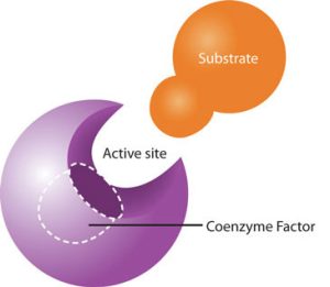 Illustration of a coenzyme factor assisting a substrate to bind to an enzyme.