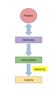 Diagram of the pathway to convert methionine to cysteine with the assistance of Vitamin B6 as a coenzyme.