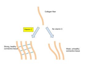 Illustrative pathway contrasting differences in the formation of connective tissue with versus without involvement of Vitamin C as a cofactor.
